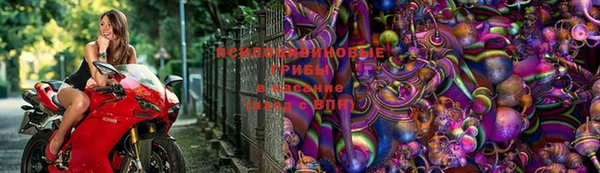 шишки Алзамай